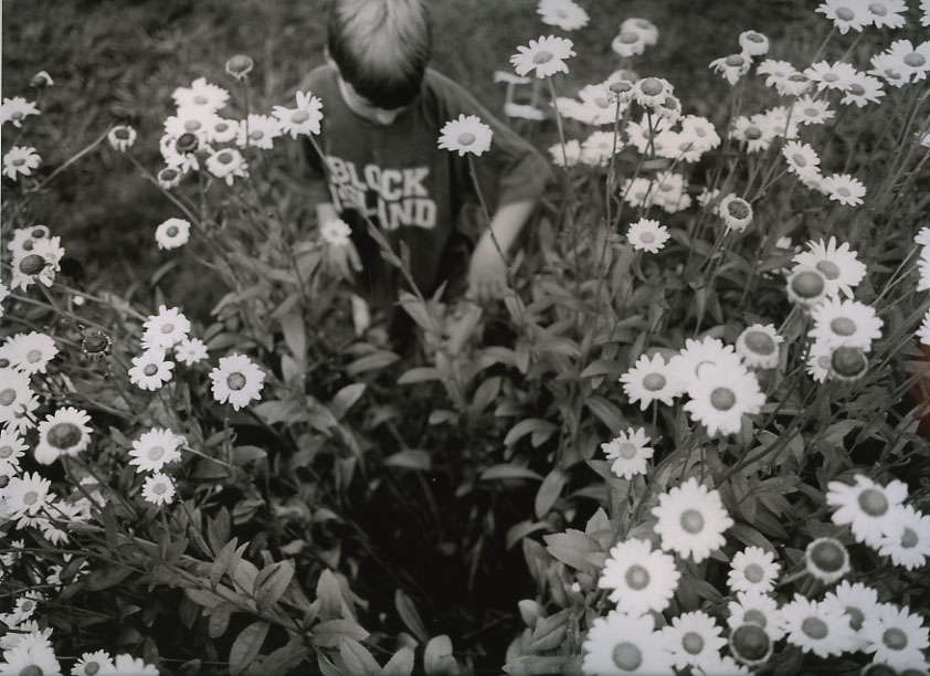 Daisy
