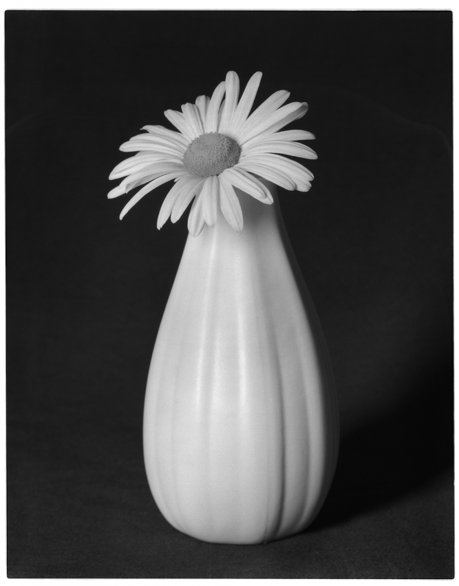 Daisy