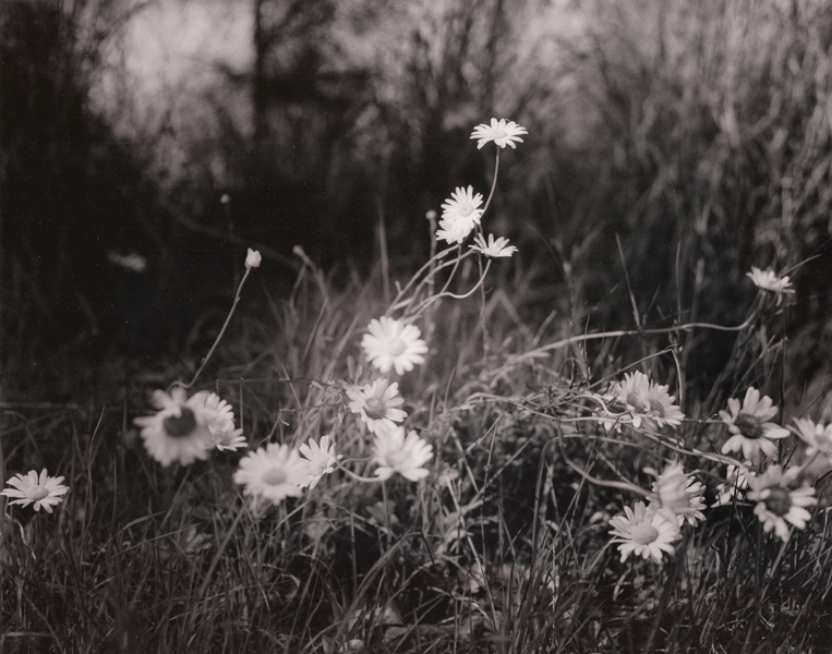 Daisy's - Finished Print