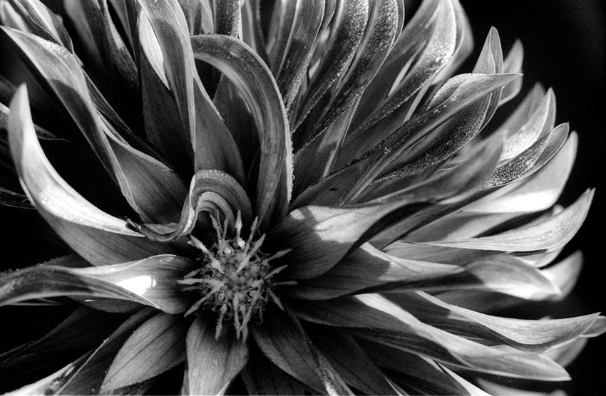 Dalia