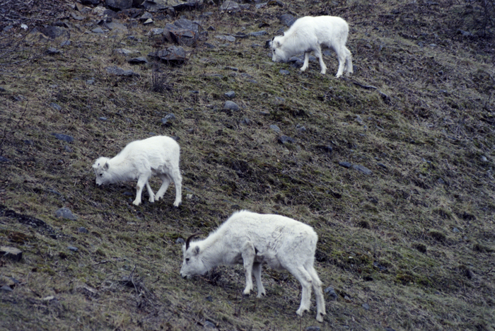Dall Sheep