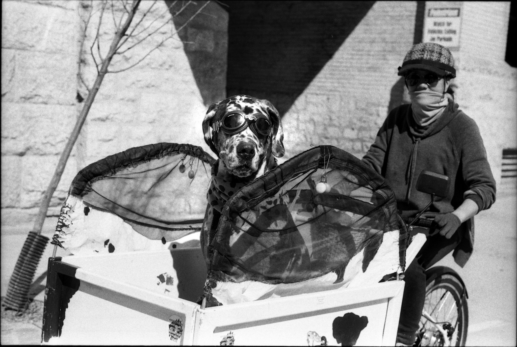 Dalmation Goggles