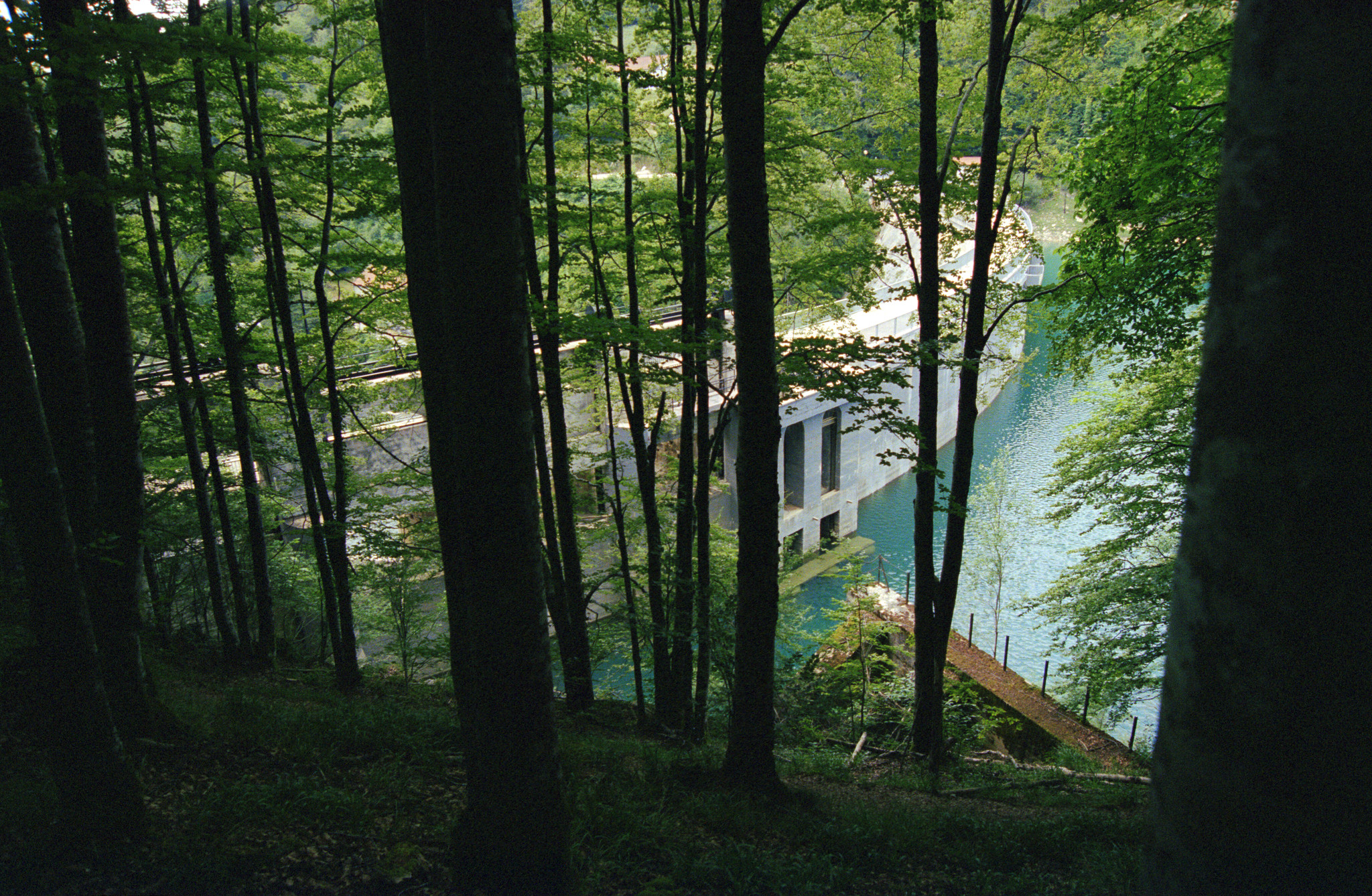 Dam through the trees