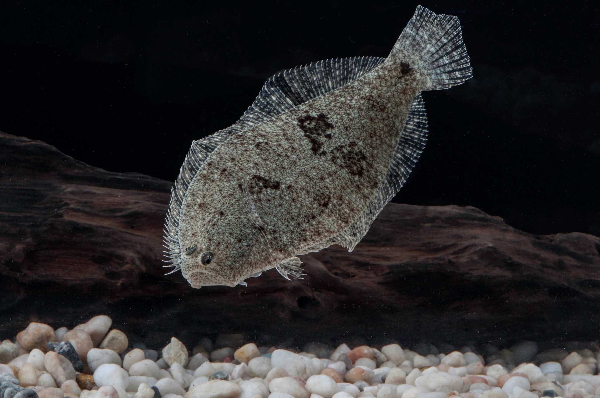 Dance of the flounder - Full dorsal