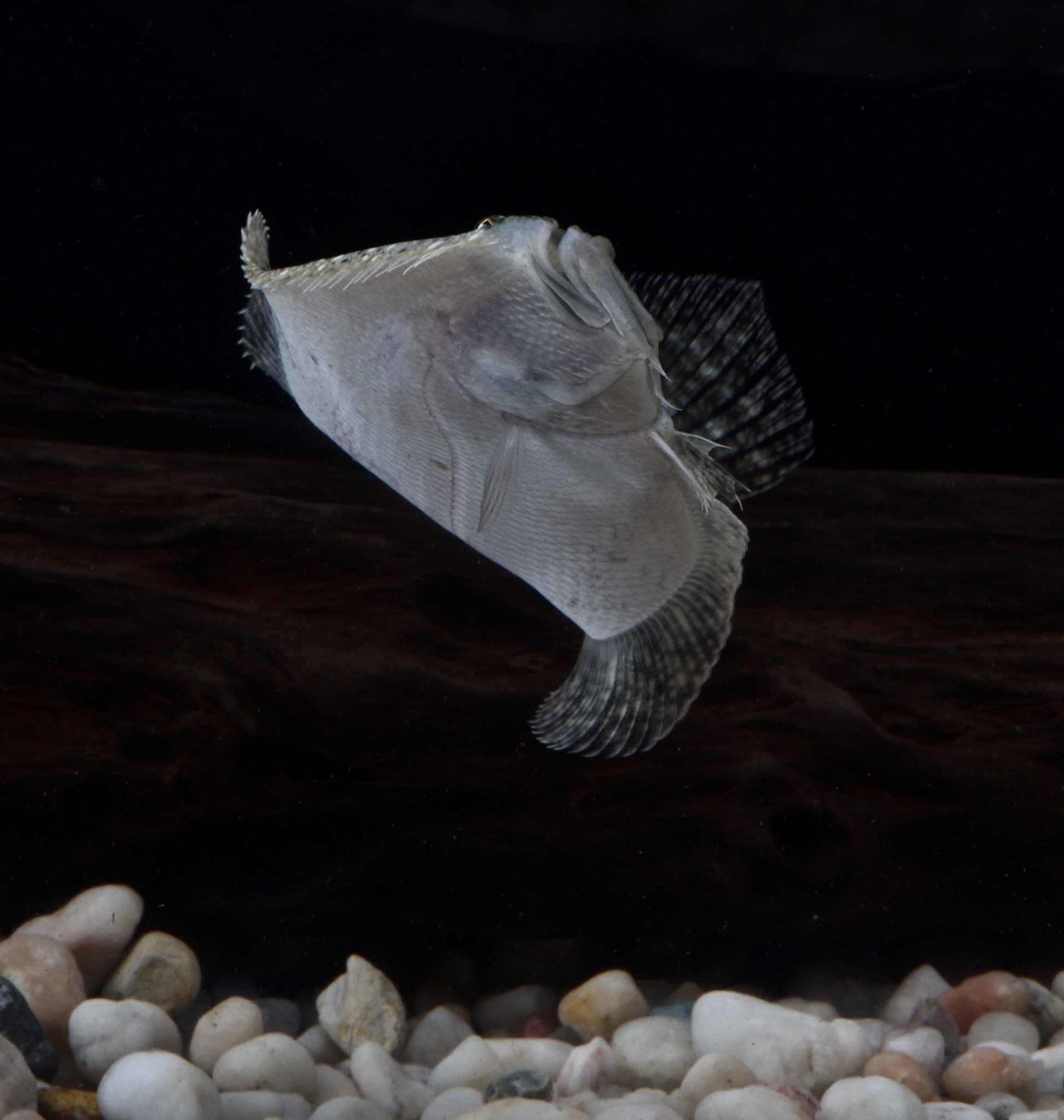 Dance of the flounder
