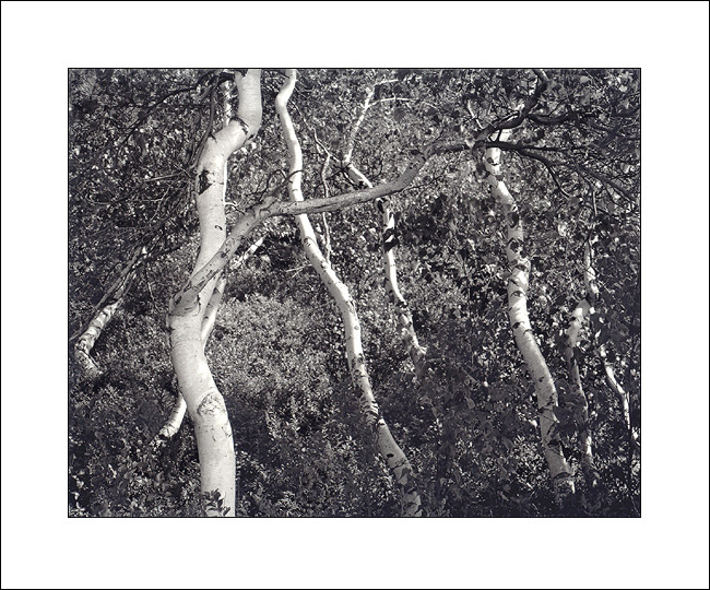 Dancing Birches