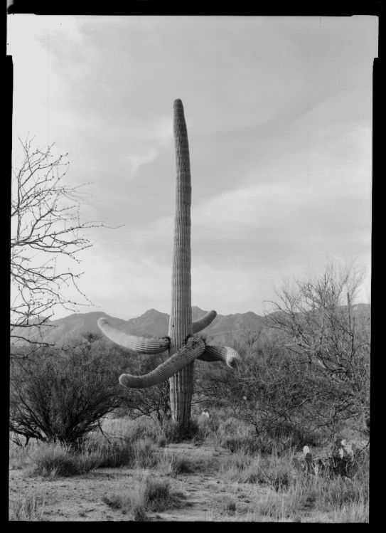 Dancing Saguaro