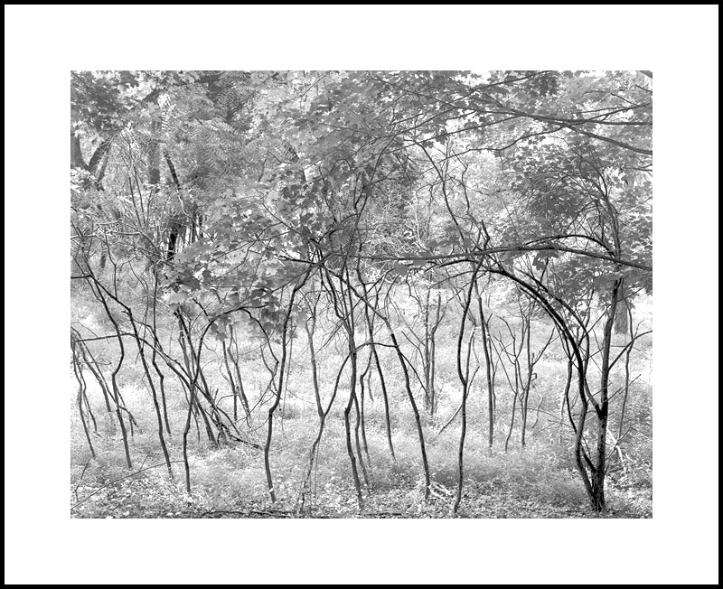 Dancing Saplings