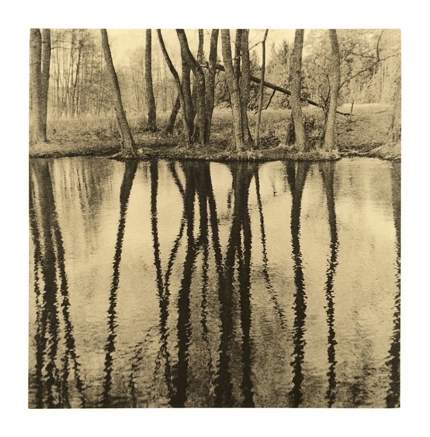 dancing trees #1
