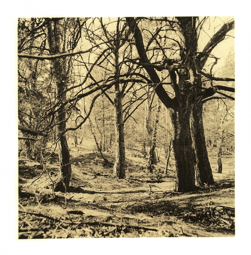 dancing trees #2