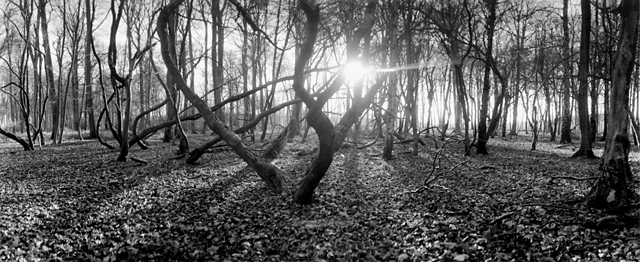 Dancing Trees