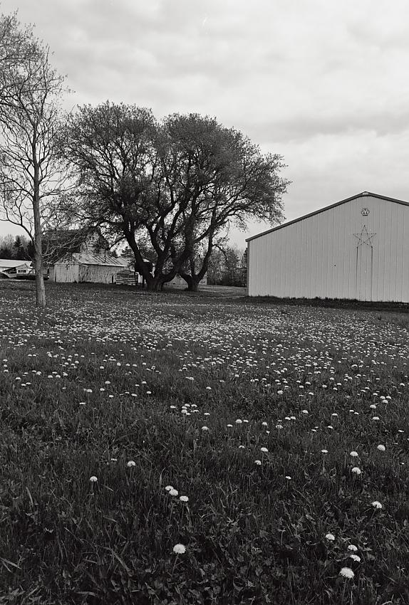 Dandelion Harvest
