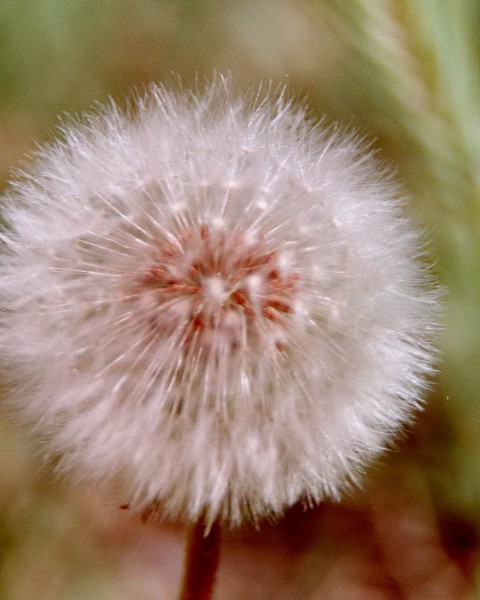 Dandelion