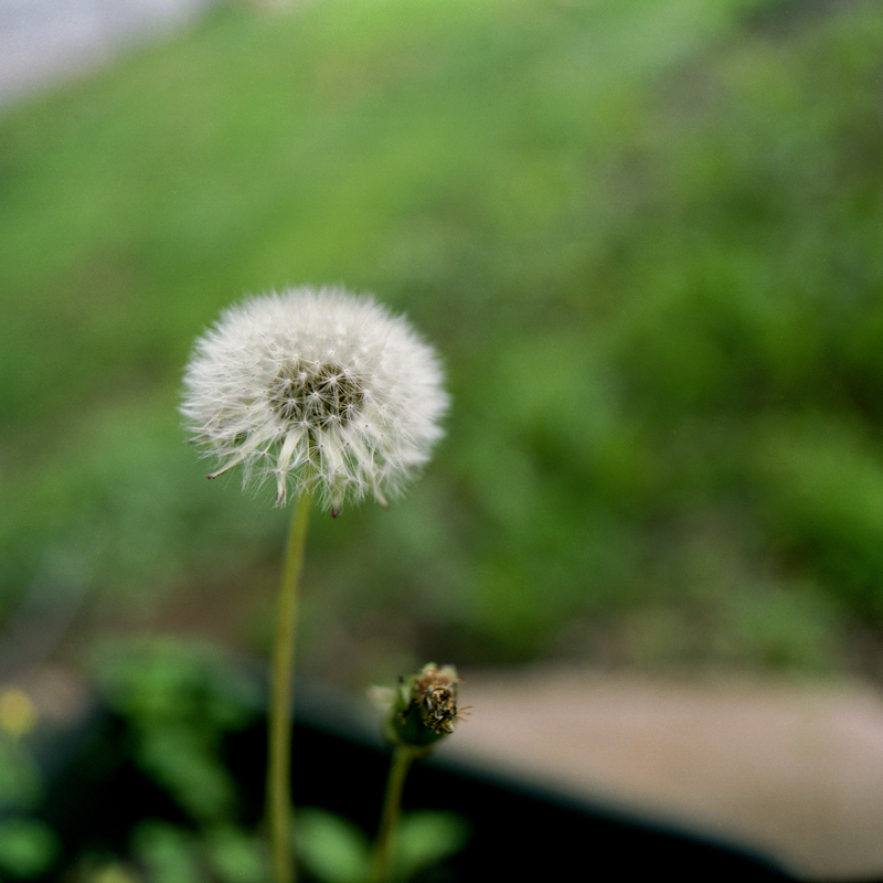 Dandelion