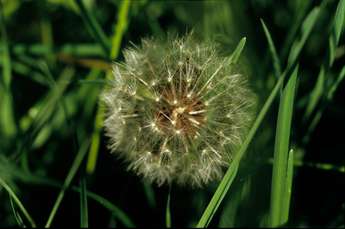 Dandilion