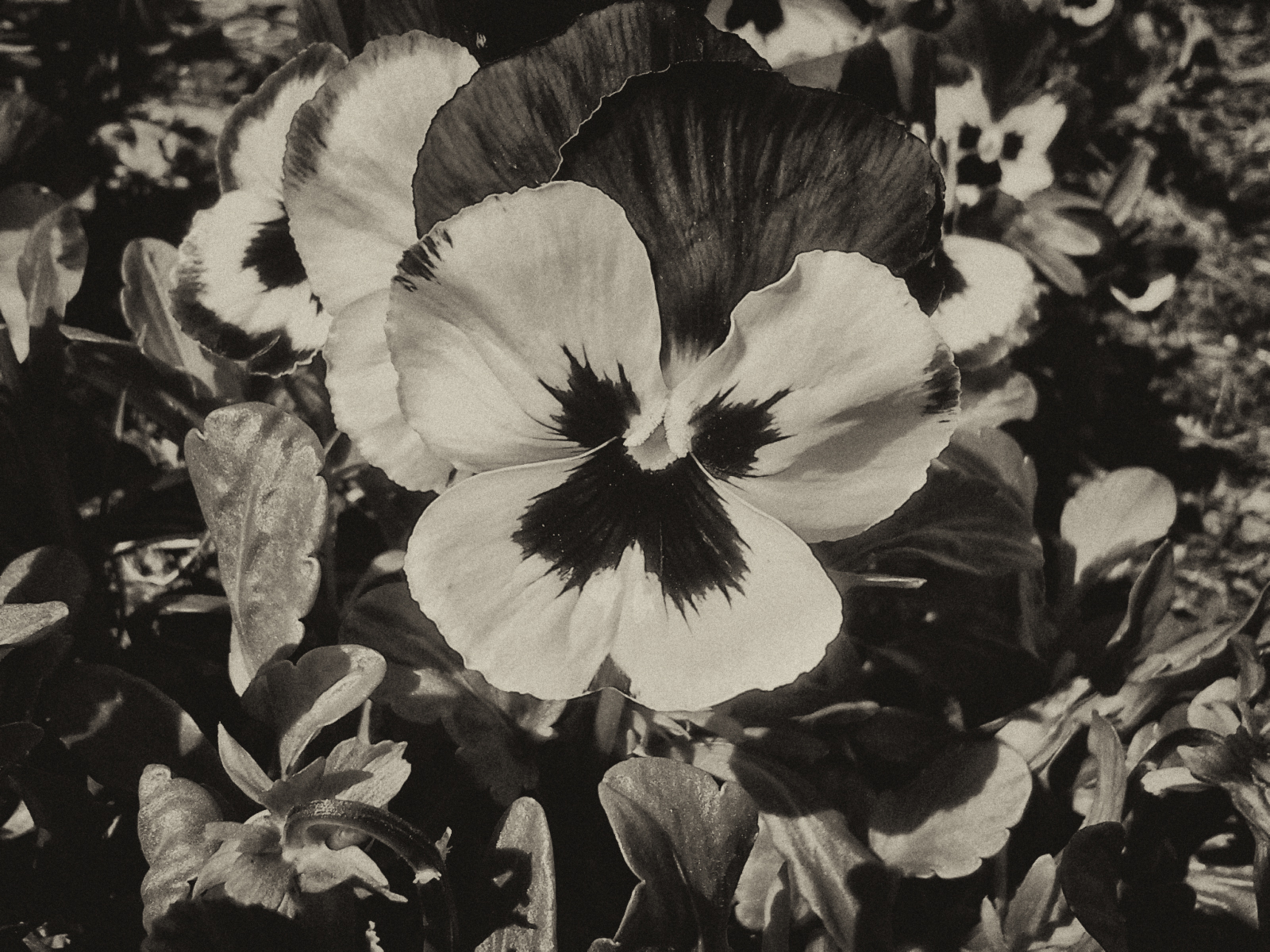 Dandy Pansy