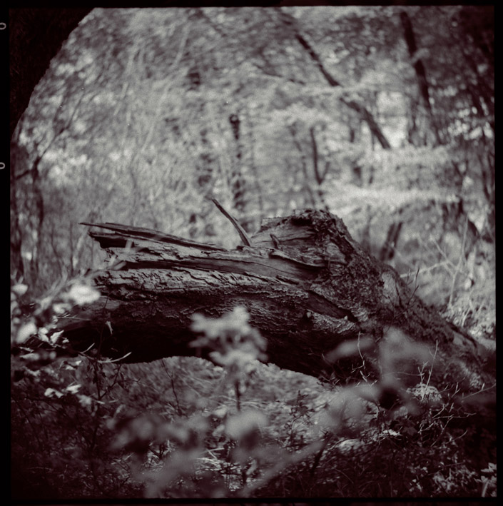Dangerosaurus.....forrest Of Trolls 4