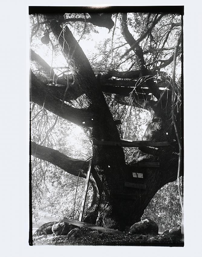 Dangerous Treehouse