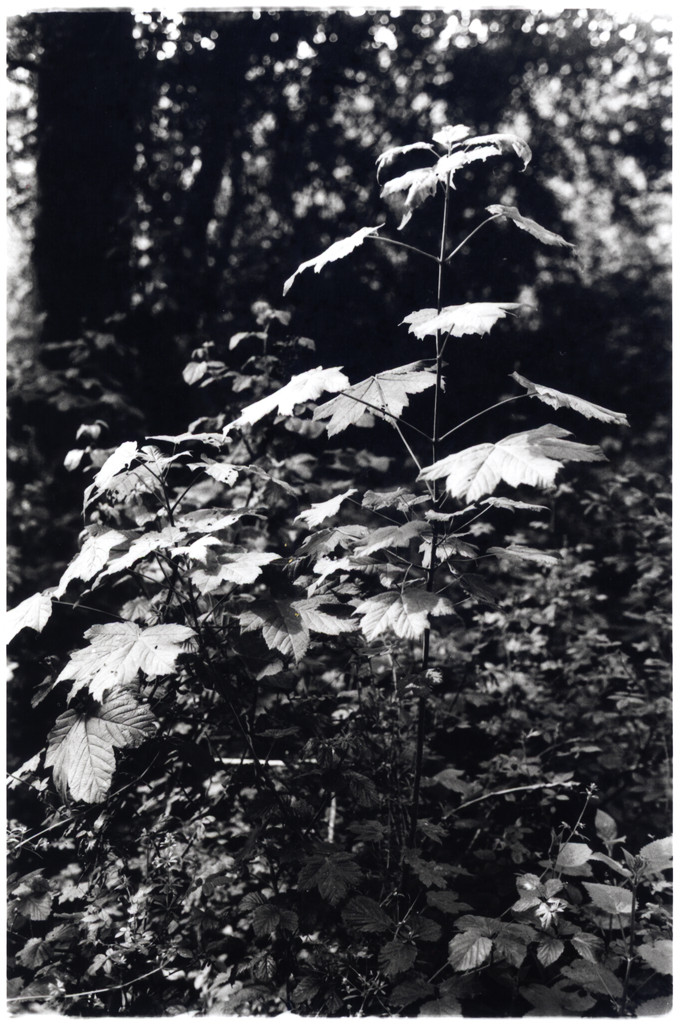 Dappled sunlight