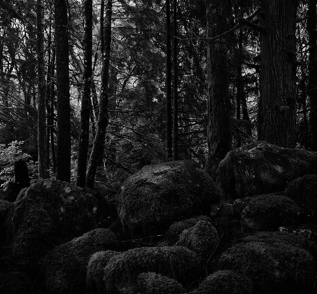 dark forest - 10.10.05 | Photrio.com Photography Forums