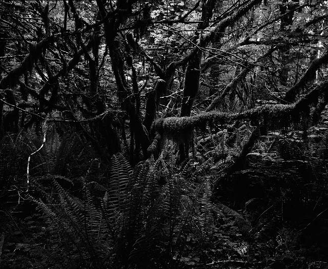 dark forest