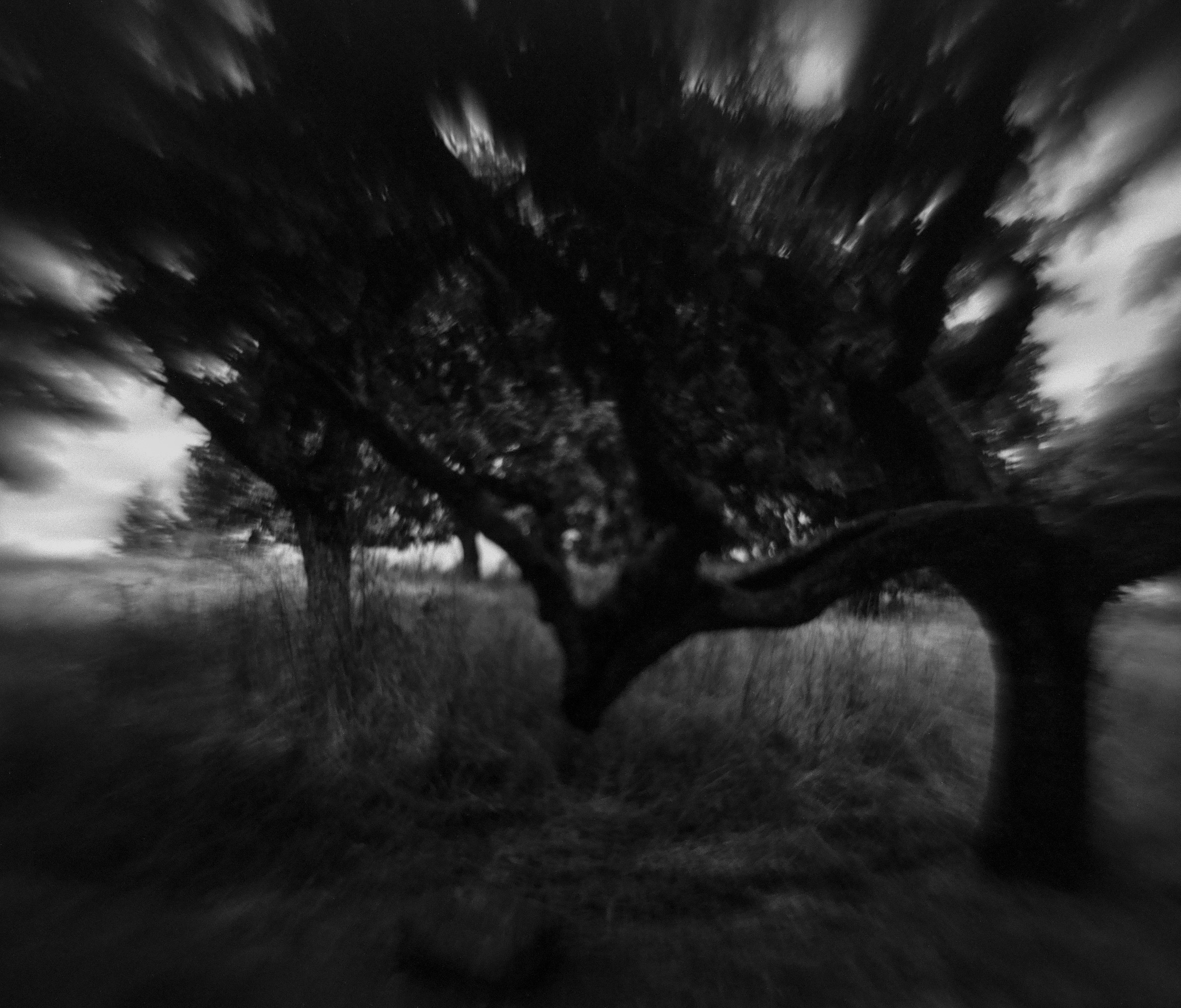 Dark Grove