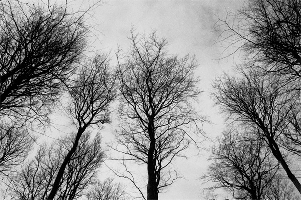 Dark trees in the winter