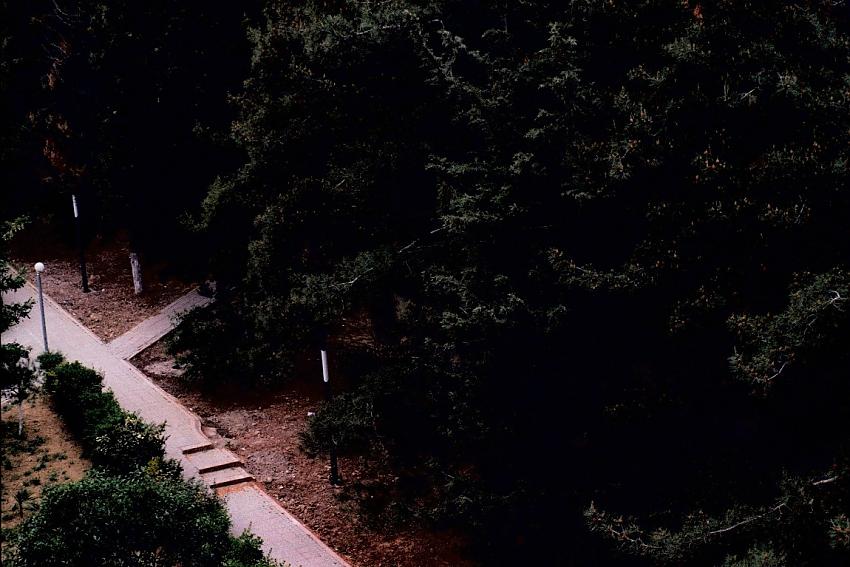 Dark trees, Leica Mini