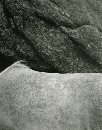 Dartmoor pony