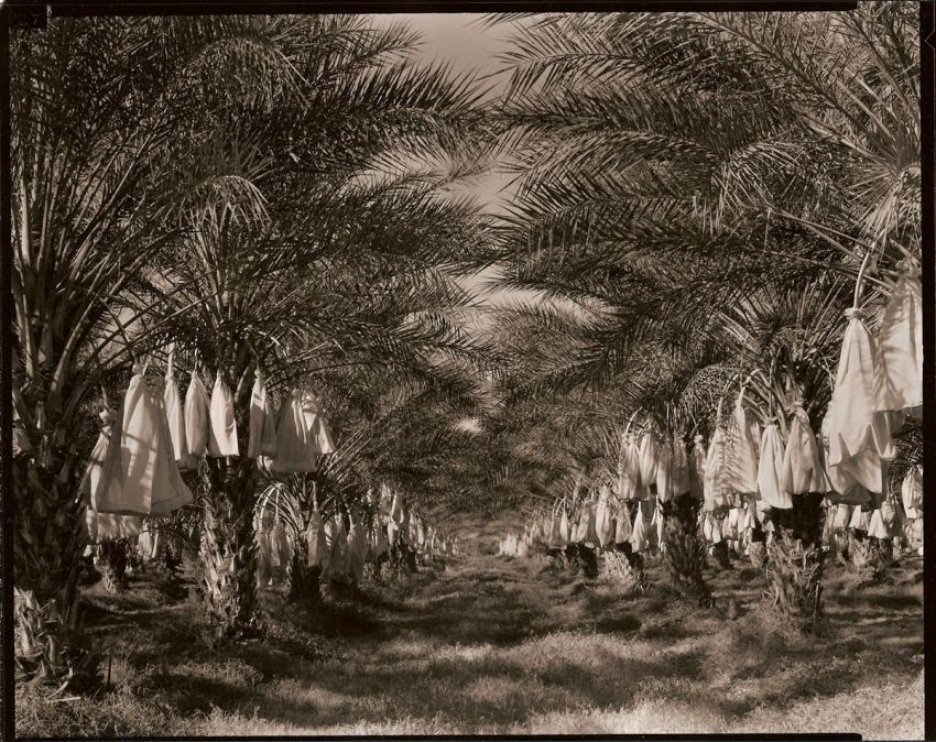 Date Palms waiting for harvest