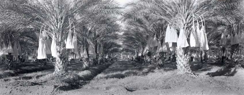 Date Palms waiting for harvest