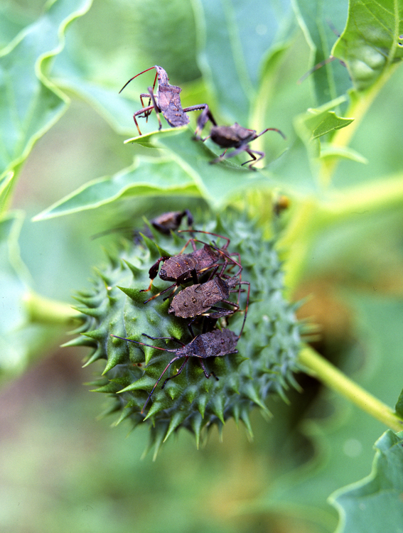 Datura 2