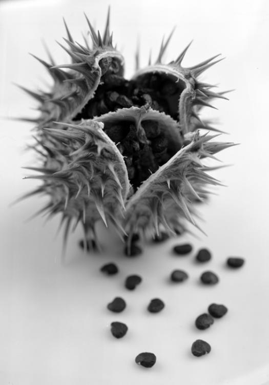 Datura
