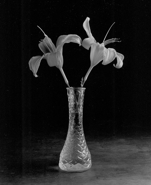 Day Lilies #2