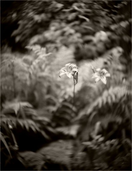 Day Lillies