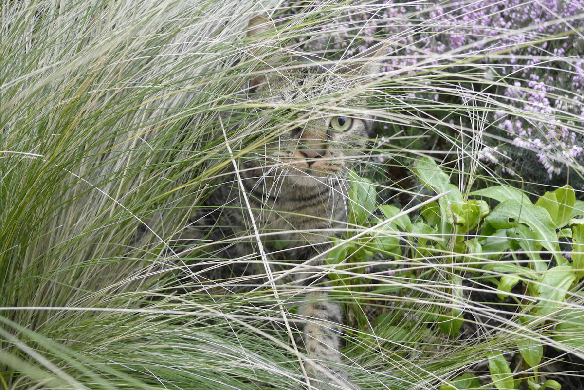 Day of Camouflage