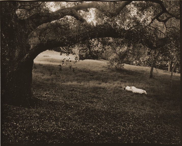 Daydream