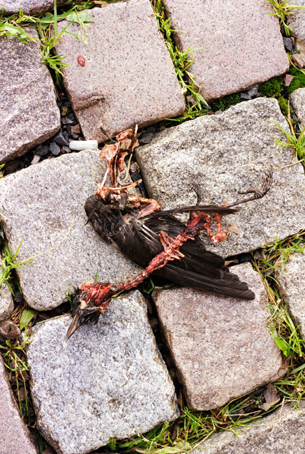 Dead bird