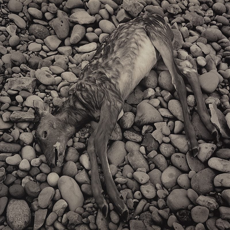 Dead Fawn 1