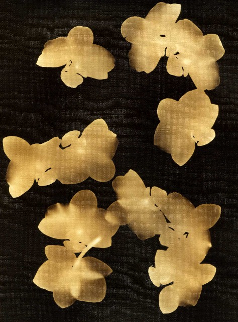 Dead Orchids