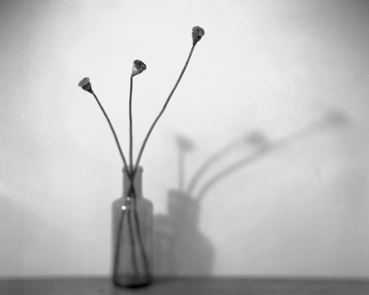 Dead Poppy Heads