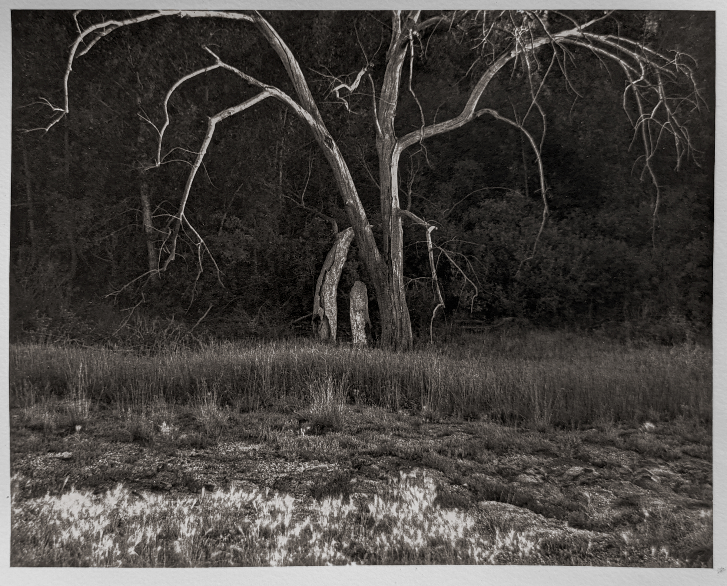 Dead Tree Near Rosedale