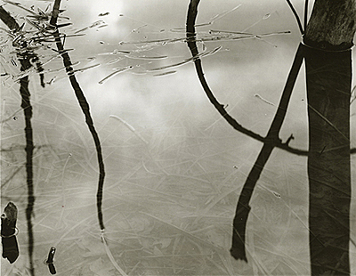 Dead Tree Reflections - April Print of the Month