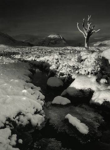 Dead Tree