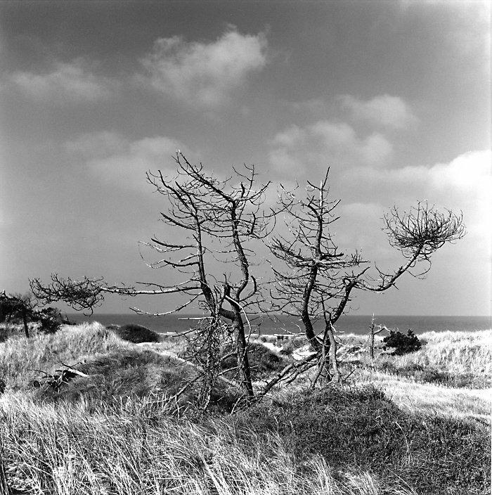 Dead Tree