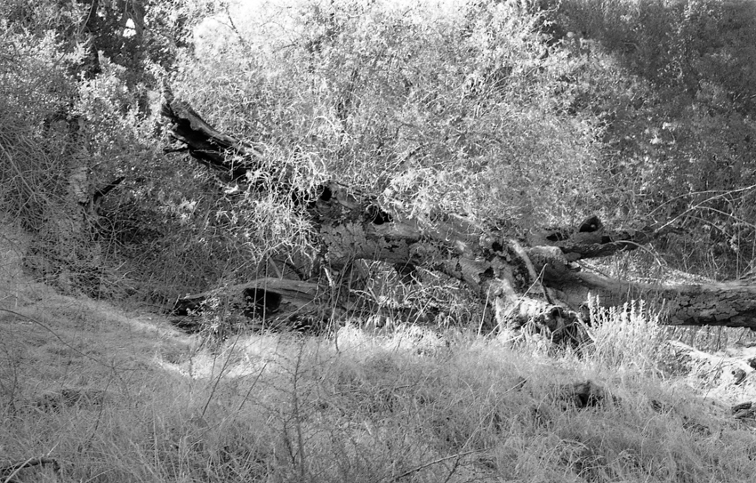 Dead Tree