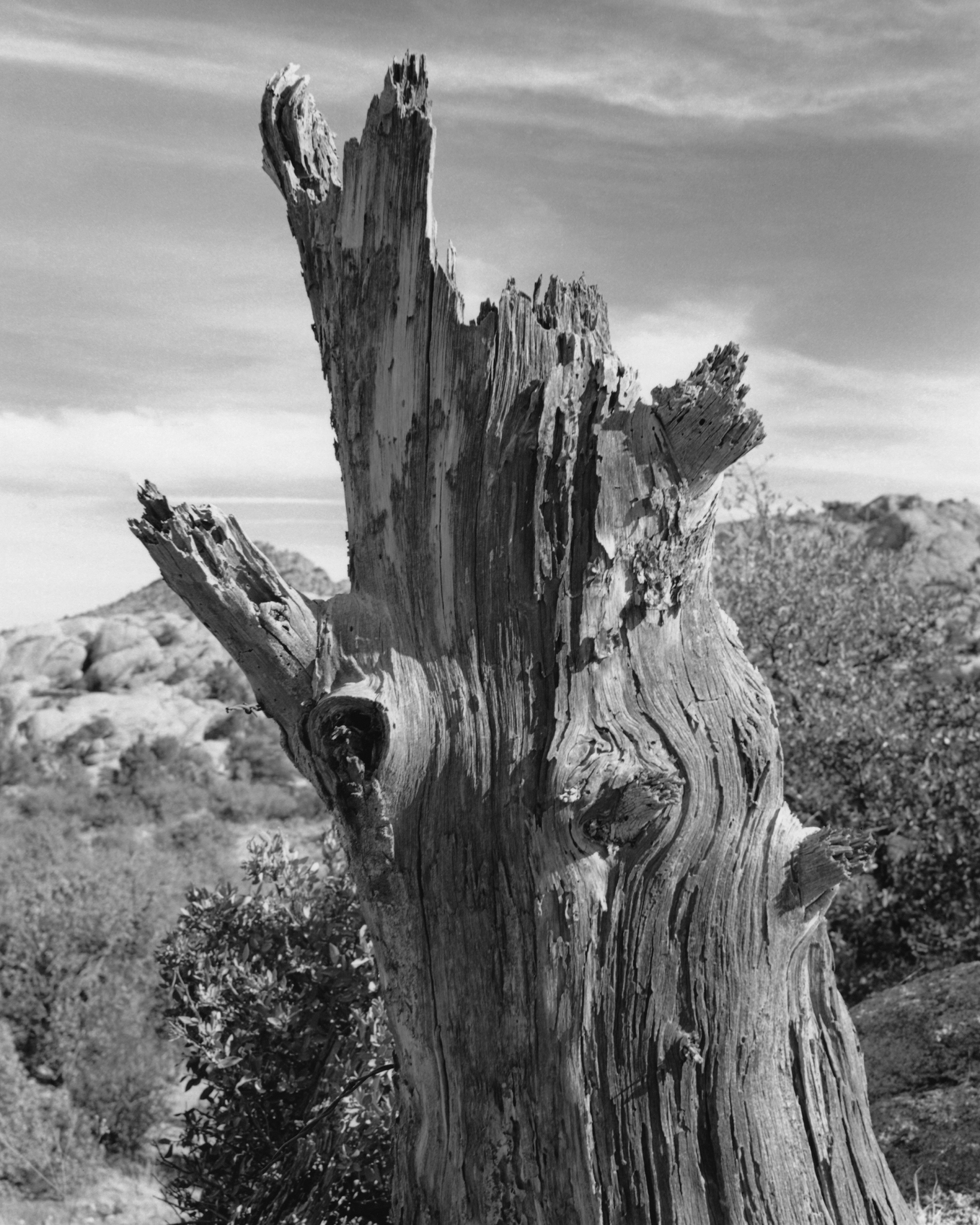 Dead Tree