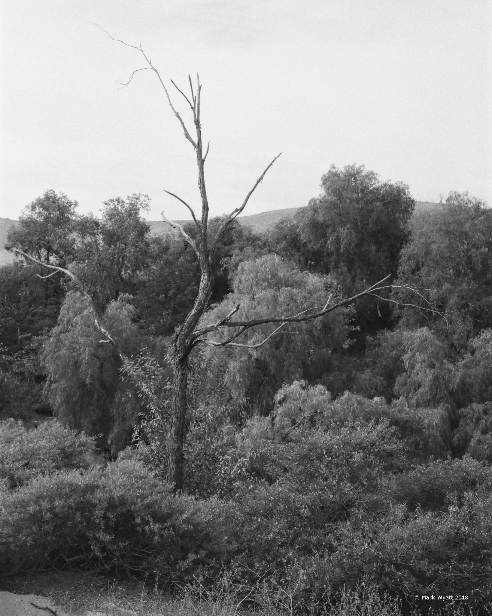 Dead tree