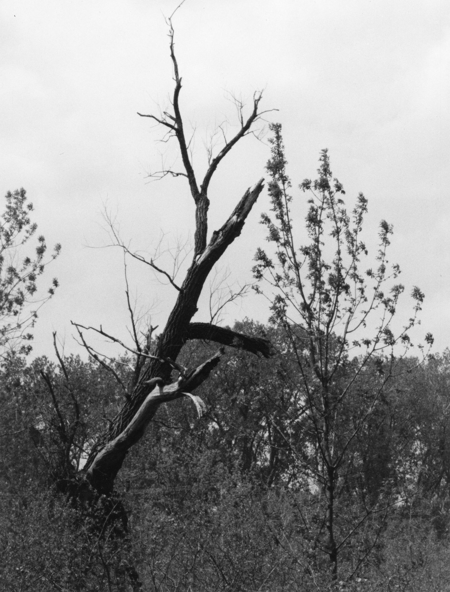 Dead Tree