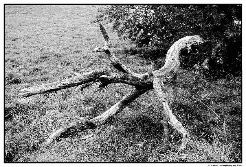 Dead Wood